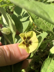 Physalis virginiana