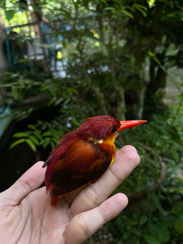 Rufous-backed Dwarf Kingfisher