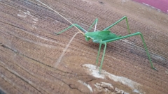 Acrometopa italica