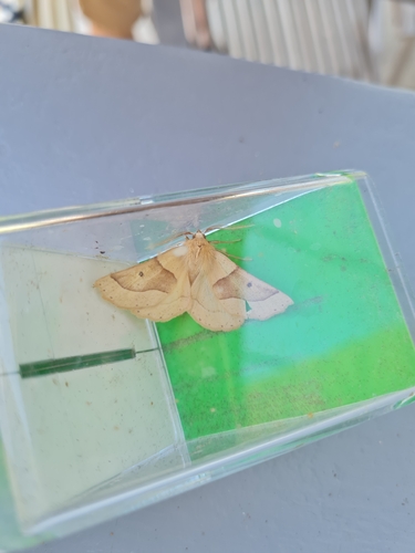 Scalloped Oak