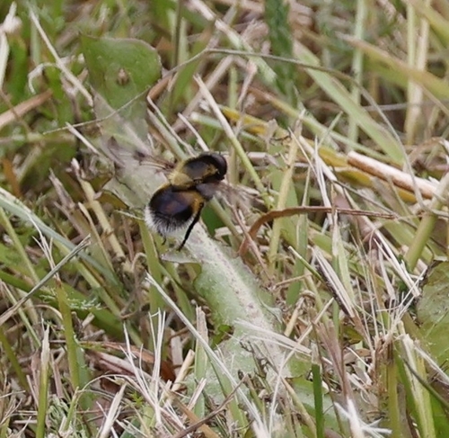 White-tailed Bumblebee Hoverfly