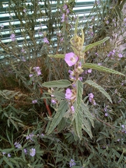 Sphaeralcea angustifolia