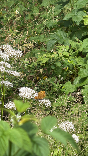 Silver-washed Fritillary
