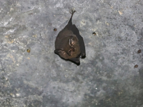 Peters's Sheath-tailed Bat