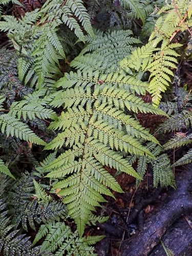 Dicksonia lanata, photograph 5