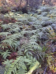 Dicksonia lanata, photograph author not stated, no rights reserved