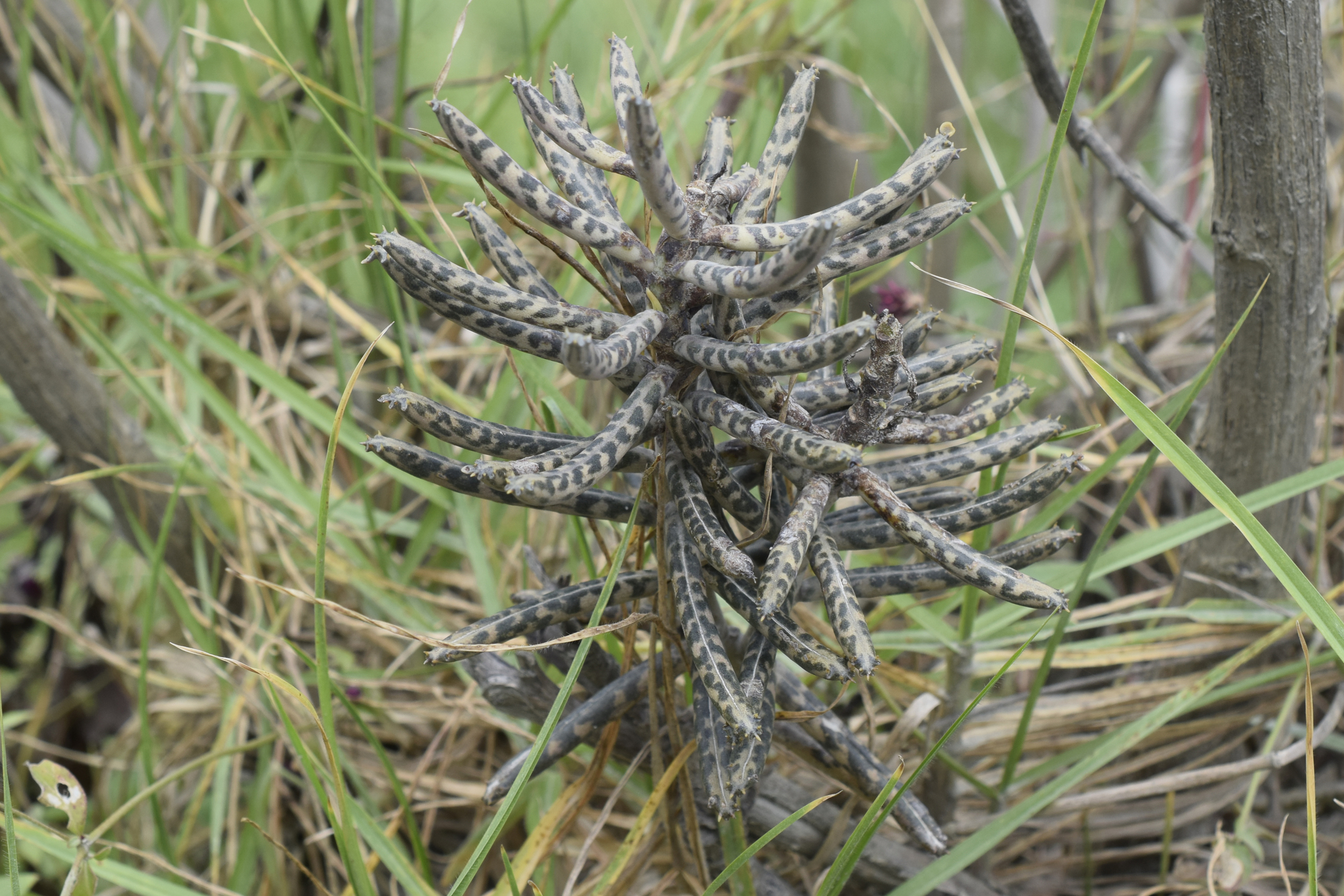 Kalanchoe delagoensis image