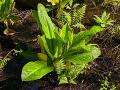 Lysichiton americanus