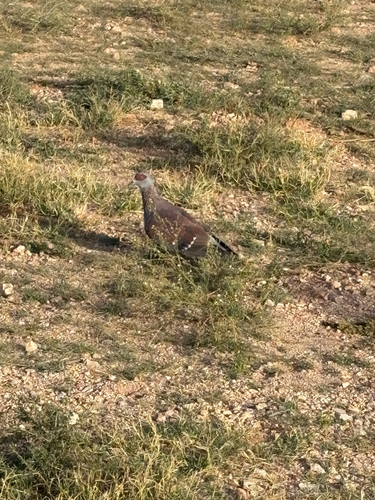 Speckled Pigeon