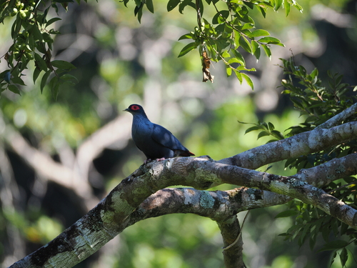 Madagascar Blue Pigeon (Alectroenas madagascariensis)