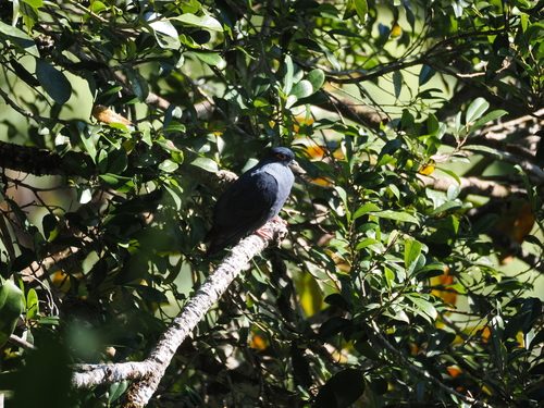 Madagascar Blue Pigeon (Alectroenas madagascariensis), photo 10