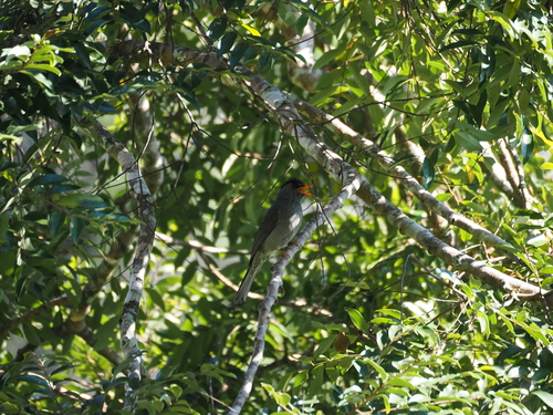 Malagasy Bulbul (Hypsipetes madagascariensis), photo 9