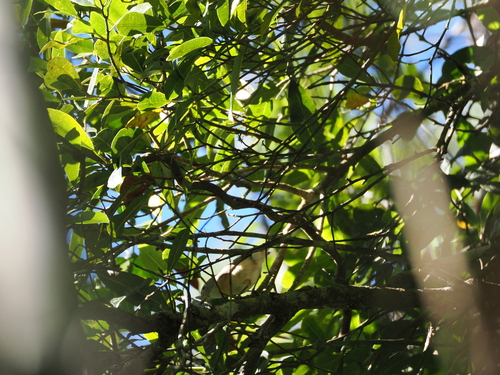 iNaturalist image