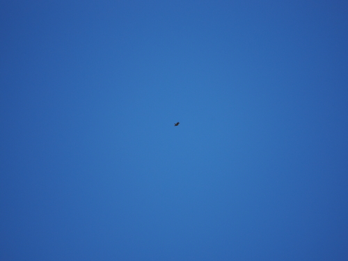 Madagascar Buzzard (Buteo brachypterus), photo 2