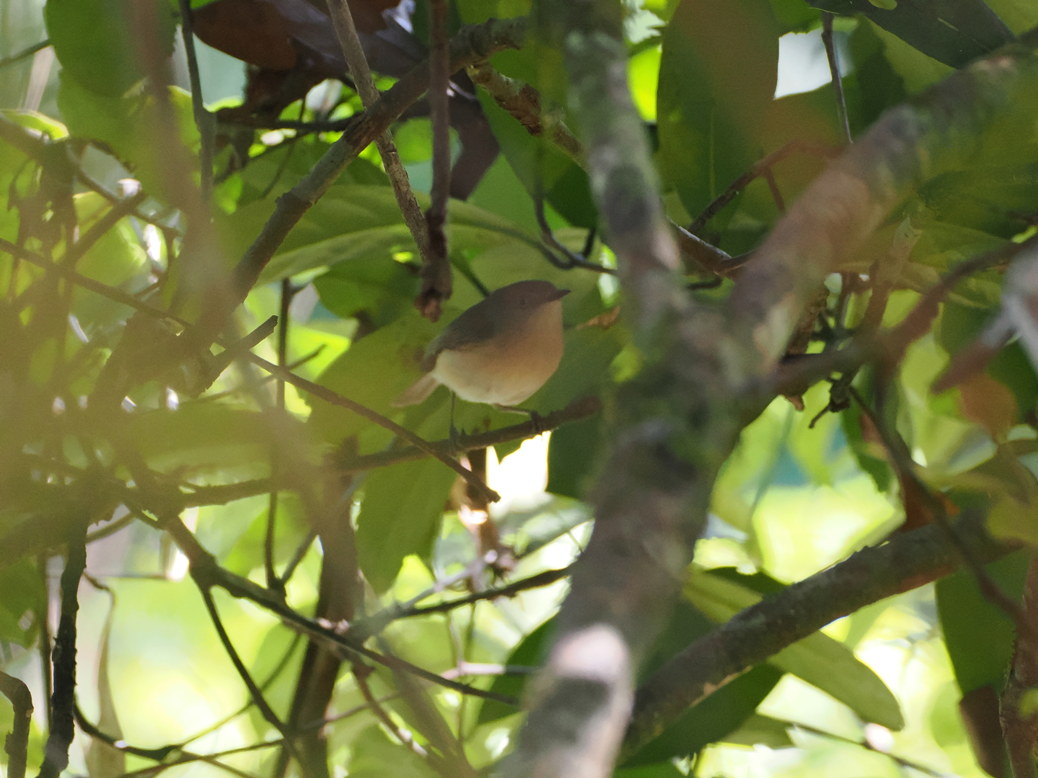 Common Newtonia (Newtonia brunneicauda), photo 1