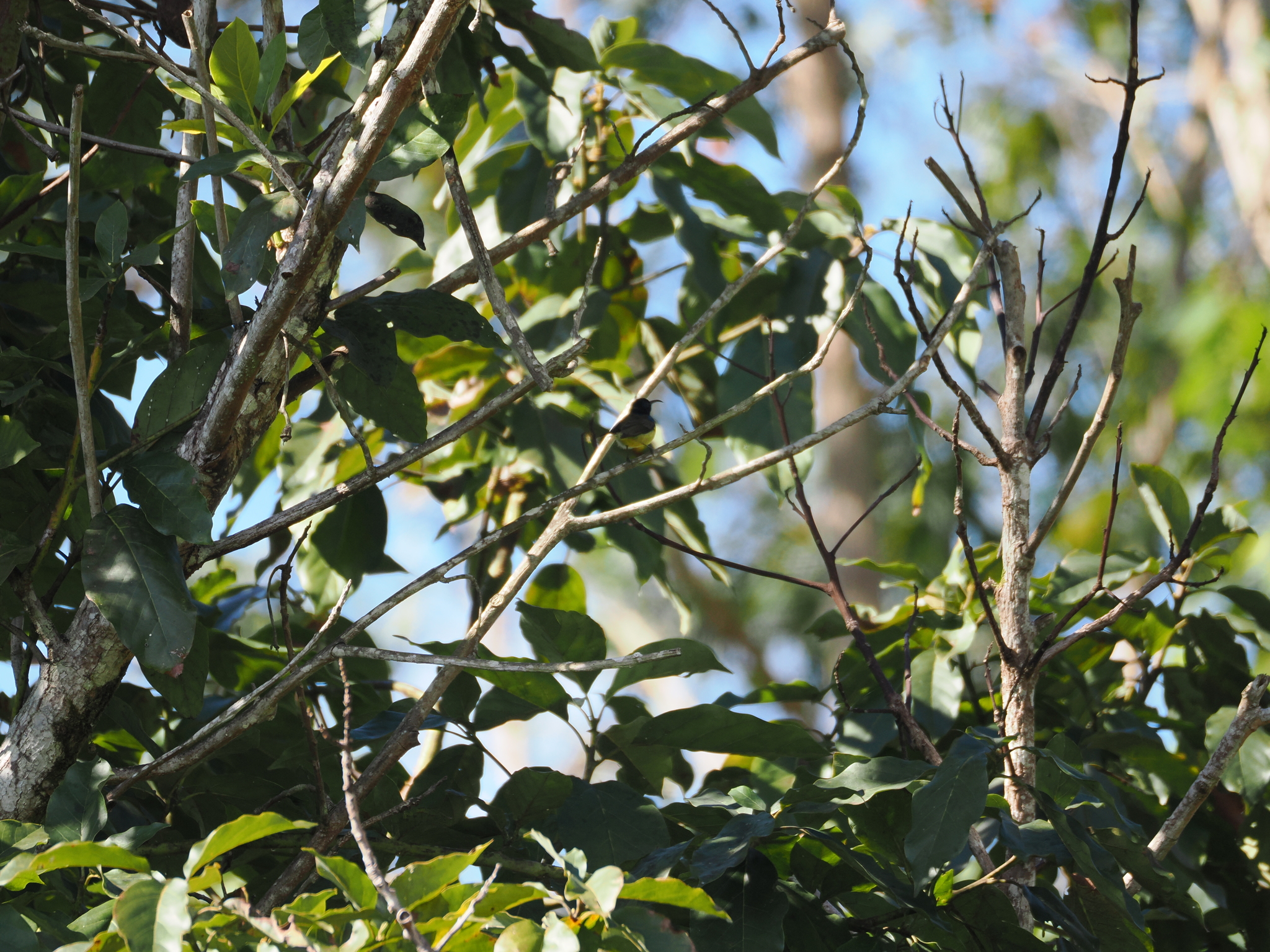 Souimanga Sunbird (Cinnyris sovimanga), photo 8