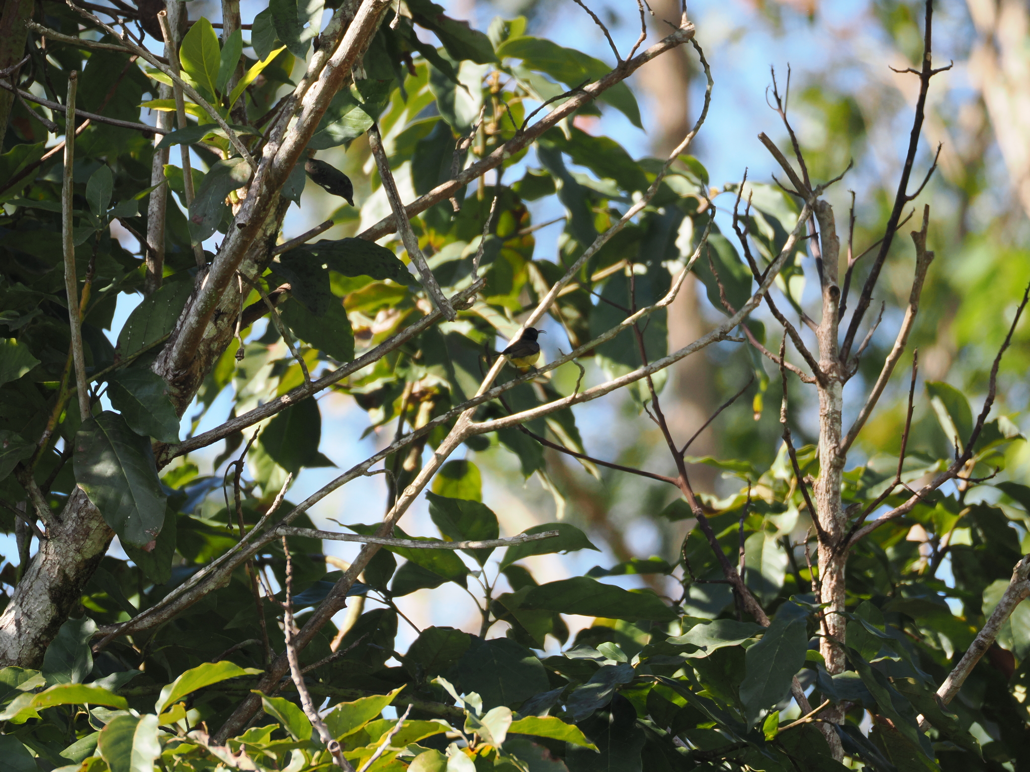 Souimanga Sunbird (Cinnyris sovimanga), photo 9