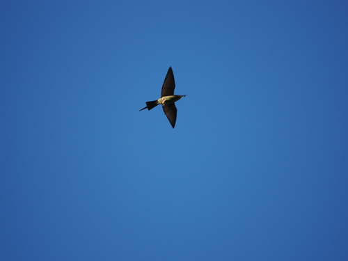 Olive Bee-eater (Merops superciliosus), photo 5