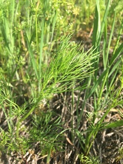 Bifora americana