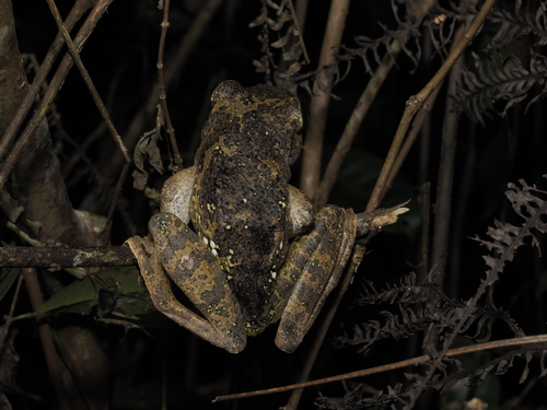 Goudot's Bright-eyed Frog, Boophis goudotii