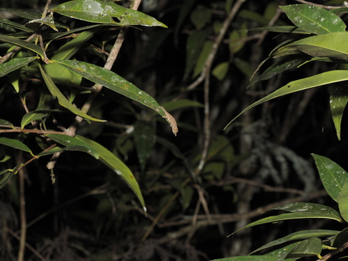 Andasibe Nosed Chameleon, Calumma nasutum