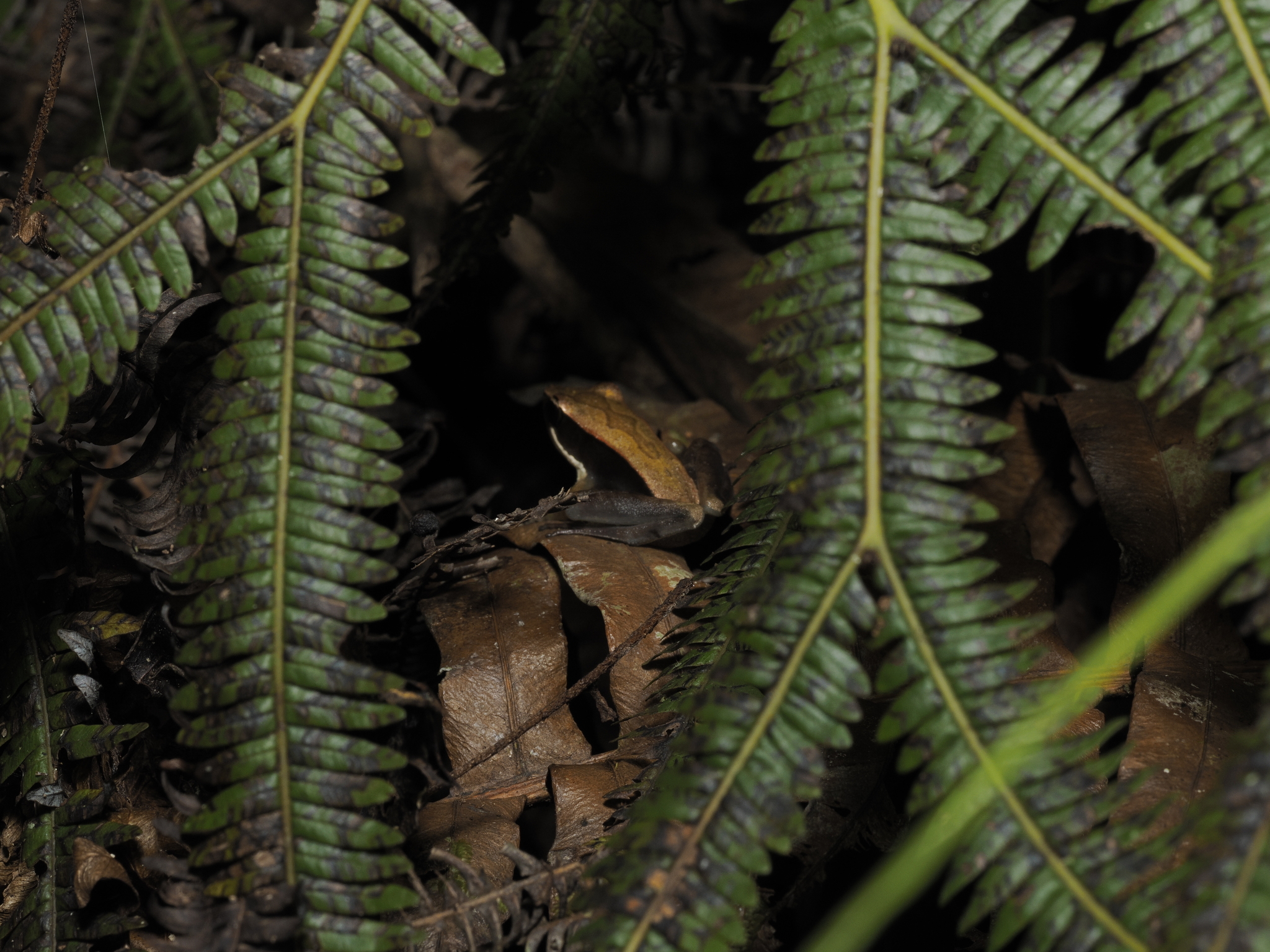 Mantidactylus danieli