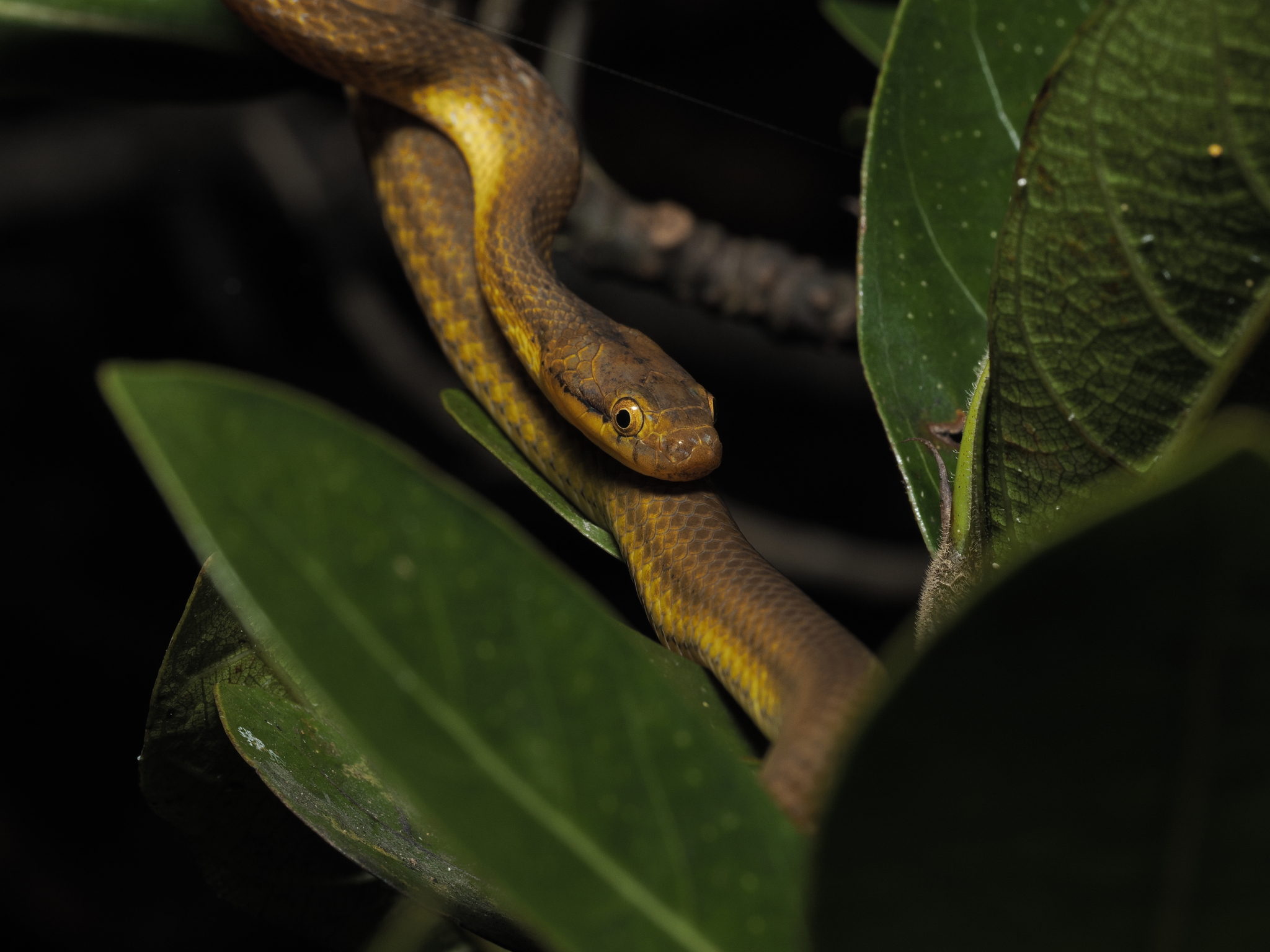 Compsophis coulangesi