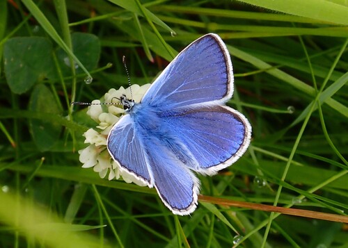 Dirvinis melsvys