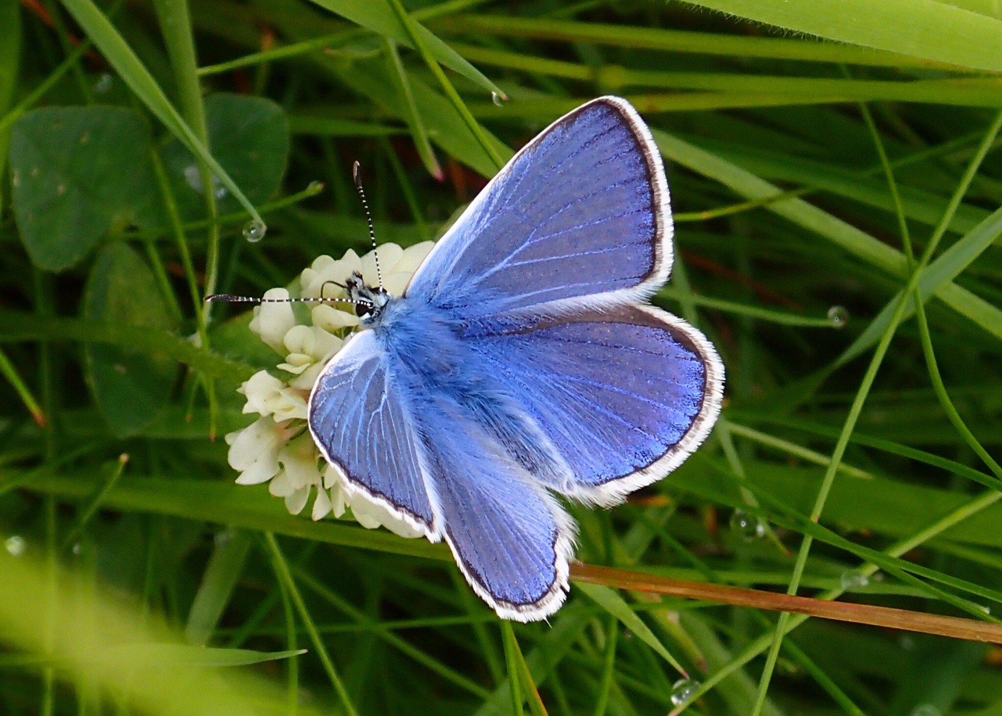 Dirvinis melsvys
