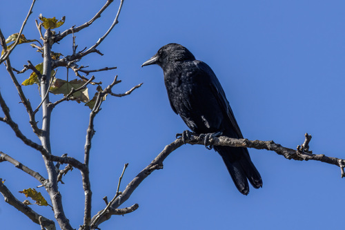 iNaturalist observation photo of American Crow