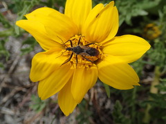 Rhynocoris ventralis