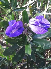 Periandra mediterranea