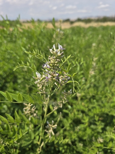cultivated licorice