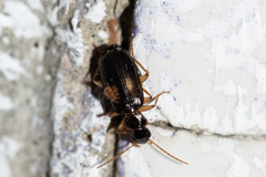 Dromius fenestratus