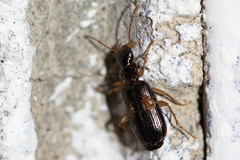 Dromius fenestratus