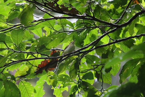 Gerygone chrysogaster, 2025-12-24
