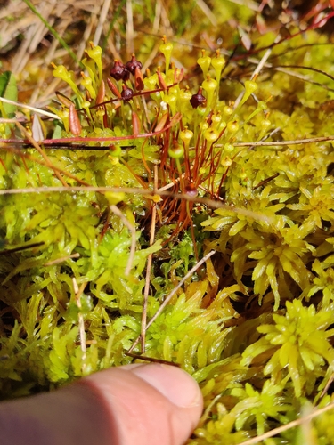 Splachnum vasculosum observed 2026-07-02