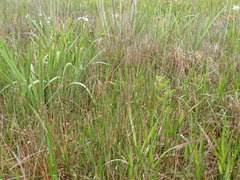 Eleocharis equisetoides