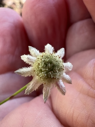 Actinotus minor observed 2026-07-02
