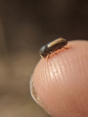 Trypodendron