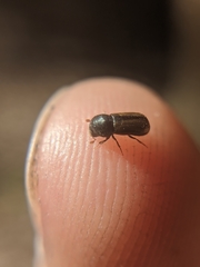Trypodendron