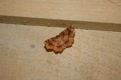 Metarranthis hypochraria