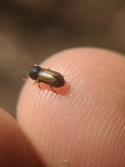 Trypodendron