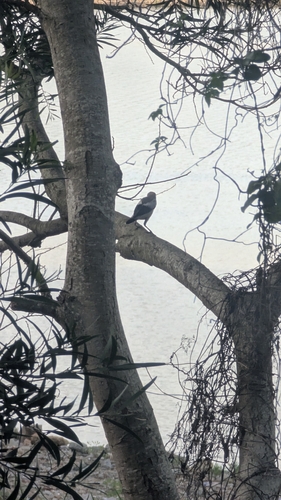 White-shouldered Starling