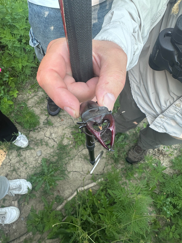 European Stag Beetle