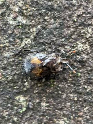 Megymenum gracilicorne