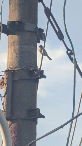 Eurasian Tree Sparrow