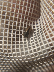 Trypodendron