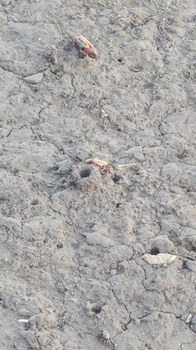Bowed Fiddler Crab