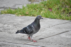 Columba livia